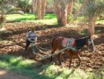 /album/galerie-de-photos-photo-jorf/errachidia-maroc-jpg/